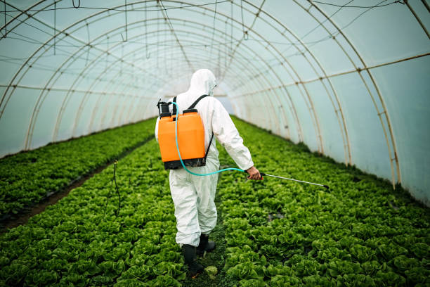 Best Local Pest Control Services  in Hackleburg, AL