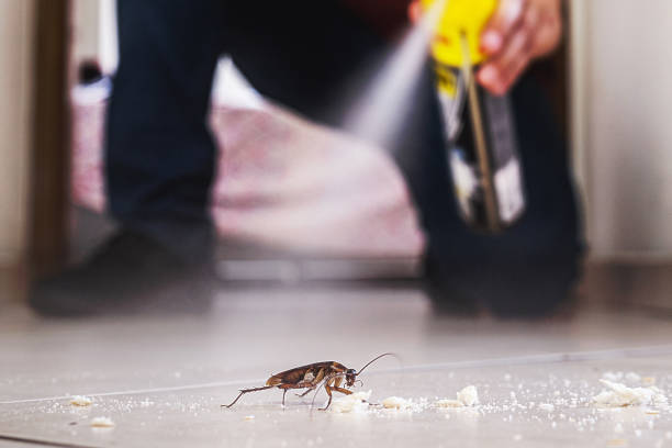 Best Emergency Pest Control  in Hackleburg, AL