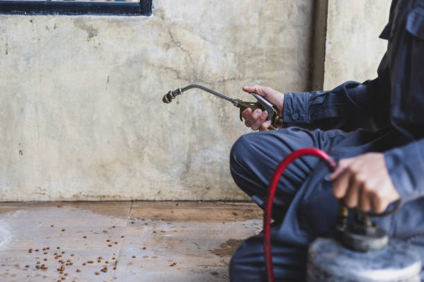 Best Affordable Pest Control Services  in Hackleburg, AL